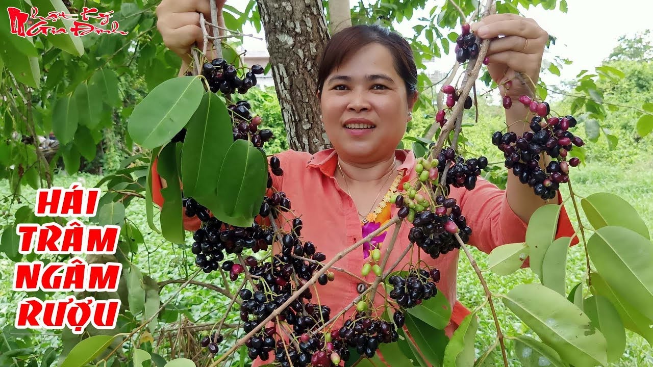 Về miền Tây thưởng thức trái rừng màu tím có vị ngọt xen lẫn chua, chát -  Báo Người lao động