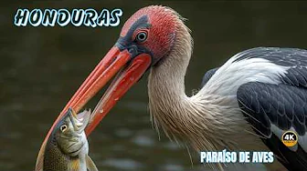HONDURAS: AVES De Otro Planeta | Documental Episodio 1
