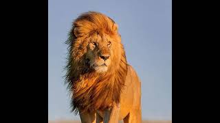 صور اسد Lion صور اسود خلفيات HD