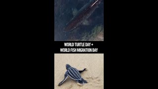 The Tortoise Wins. By 13,200 km. 🐢🐟
