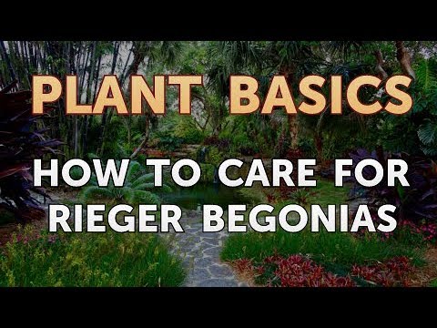 How to Care for Rieger Begonia: Expert Tips for Lush Growth