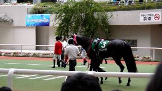 20100620マーメイドステークスG3パドック　芝2000