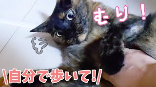 寝る時間になるとママとサビ猫モモちゃんの戦いが始まります