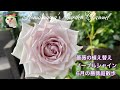 【ばら】6月の薔薇庭散歩と今日の庭仕事 #植え替え #バラ