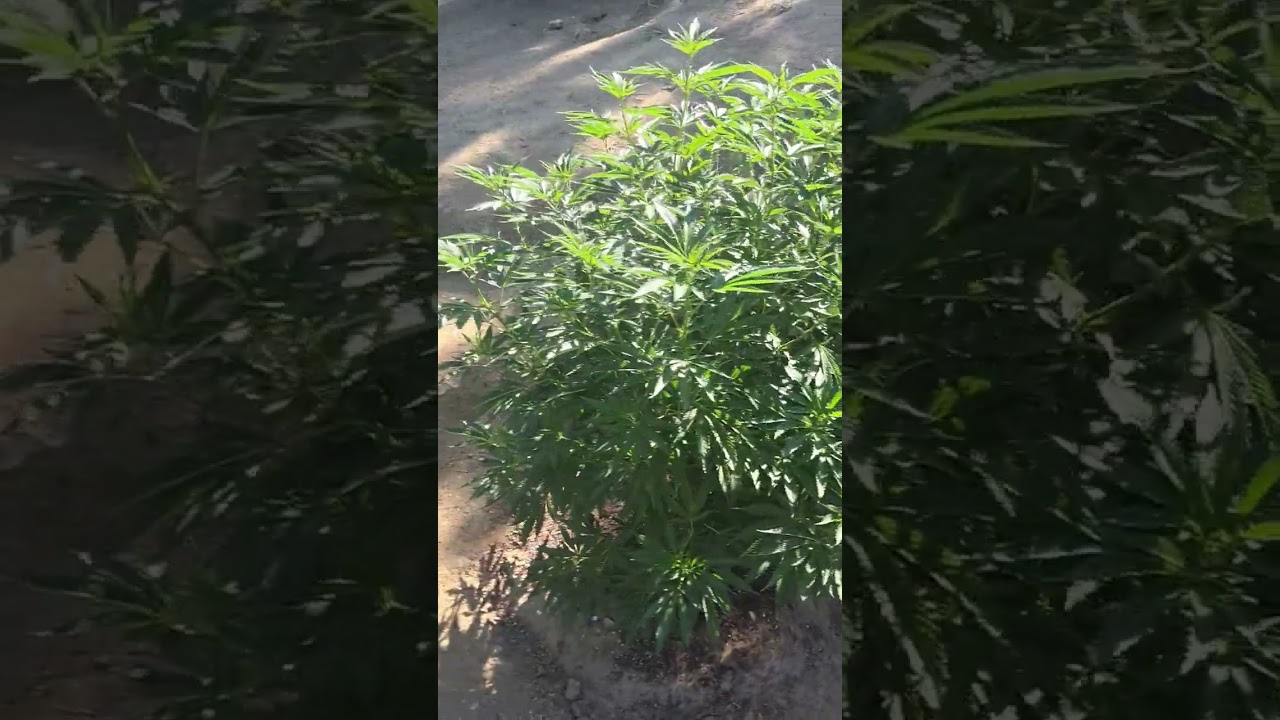Outdoor grow 2025