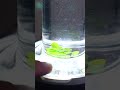 You Can See Photosynthesis In Real-Time