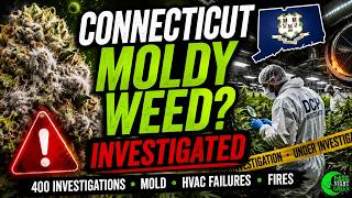 MOLD & FIRES Hitting Connecticut Cannabis Growers?! 🌿🔥⚠️