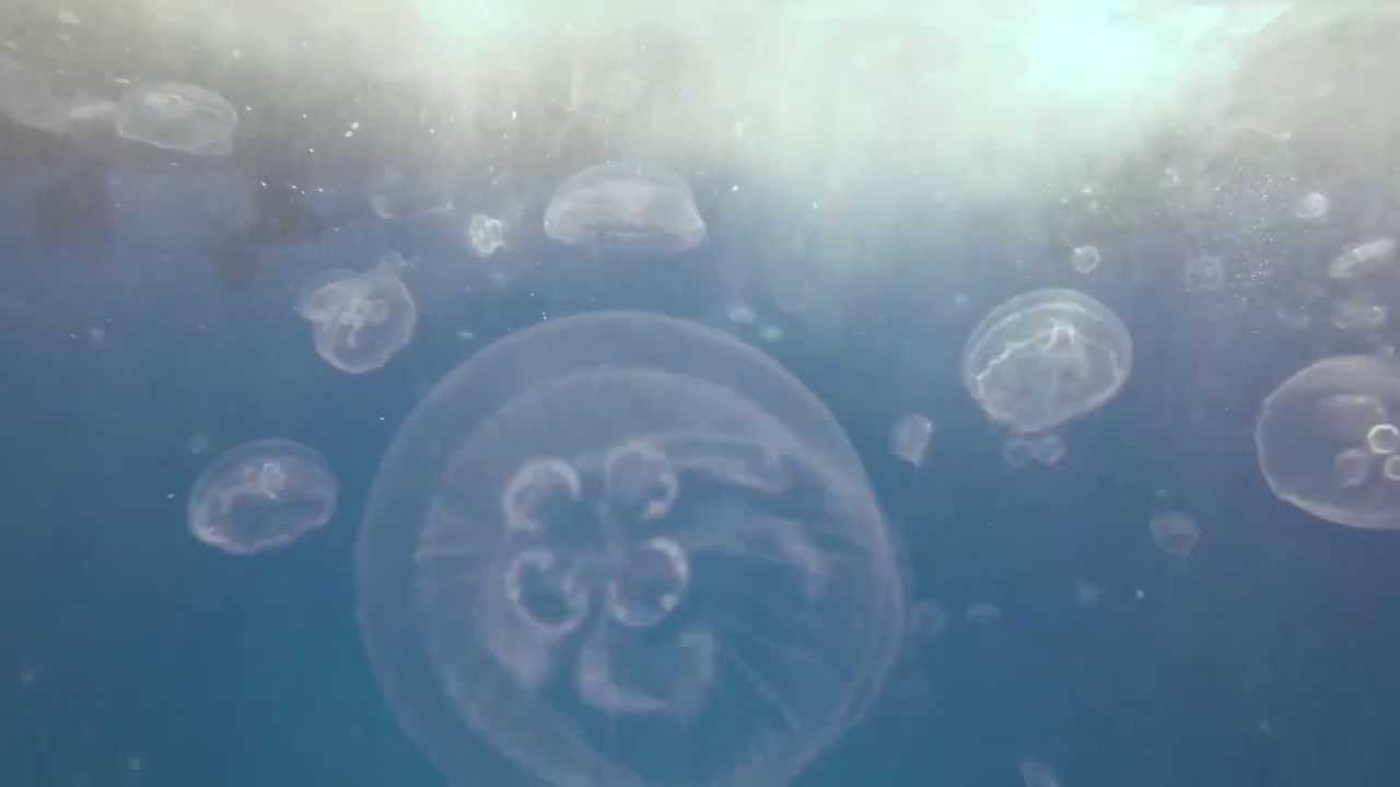 Diving with Moon Jellyfish Great Barrier Reef Agincourt Reef YouTube Diving with Moon Jellyfish Great Barrier Reef Agincourt Reef YouTube