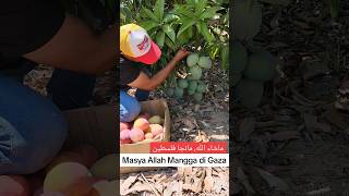 SURGA BUAH MANGGA HINGGA KE TANAH, MASYA ALLAH