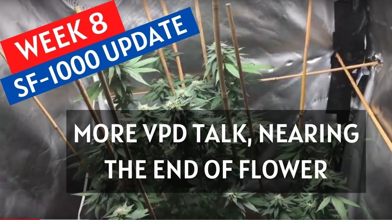 Growing Cannabis: Week 8 in the Spider Farmer Updated SF-1000 3x3