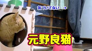 気づかれない【元野良猫】