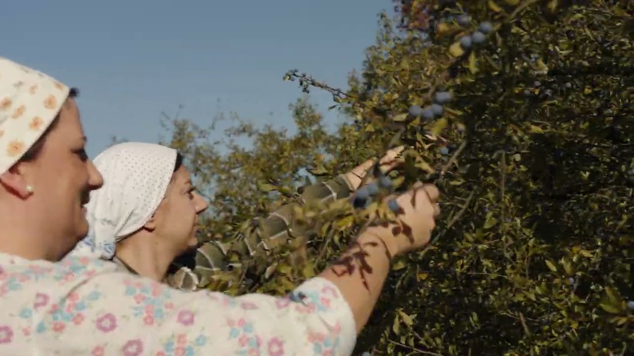 Gazdowsko robota - jesiyń Zielony Jawor Krempachy