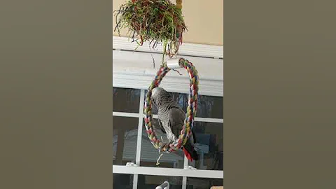 A few minutes with Symon the African Grey Talking Baby Parrot🥰🦜#talkingparrot #birds #pets #funny