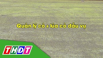 Quản lý cỏ và lúa cỏ đầu vụ | Syngenta Thông tin nông nghiệp - 1/12/2024 | THDT