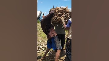 Petani Masih berharap harga singkong membaik #panensingkong