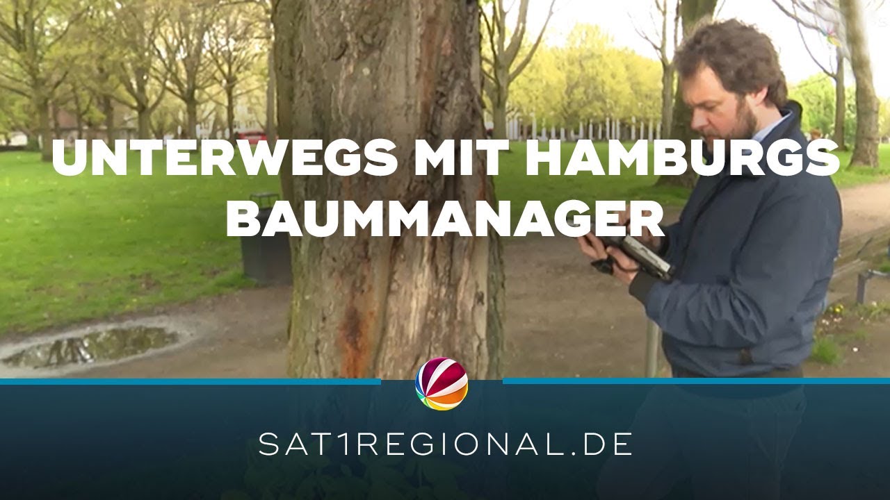 Pflege von Hamburgs Straßenbäumen: Unterwegs mit dem Baummanager