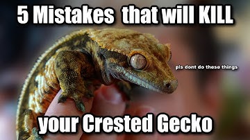 5 Easiest Ways to Kill a Crested Gecko (don