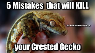 5 Easiest Ways to Kill a Crested Gecko (don't make these mistakes)