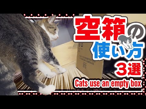 猫の空箱の使い方3選