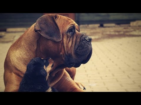 Video: Cum Să Hrănești Un Cățeluș Bullmastiff