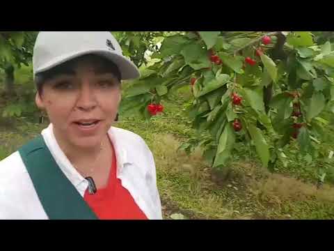 Video: What Are Santina Cherries: Tips on Cultivating Santina Cherry Trees