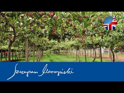 Video: Actinidia: Plant En Versorg