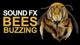 BEES BUZZING | Sound Effect [High Quality]