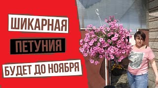 Что нужно ампельной петунии летом? 5 важных советов! Продолжение.