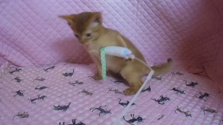 Watch the video about Abyssinian red boy aki 03/21 2017'#2