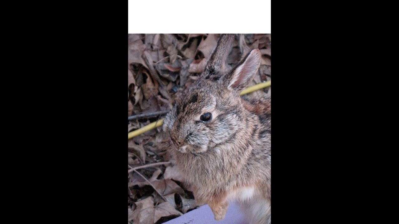 RABBIT TAXIDERMY Video 1 of 6 SKINNING YouTube