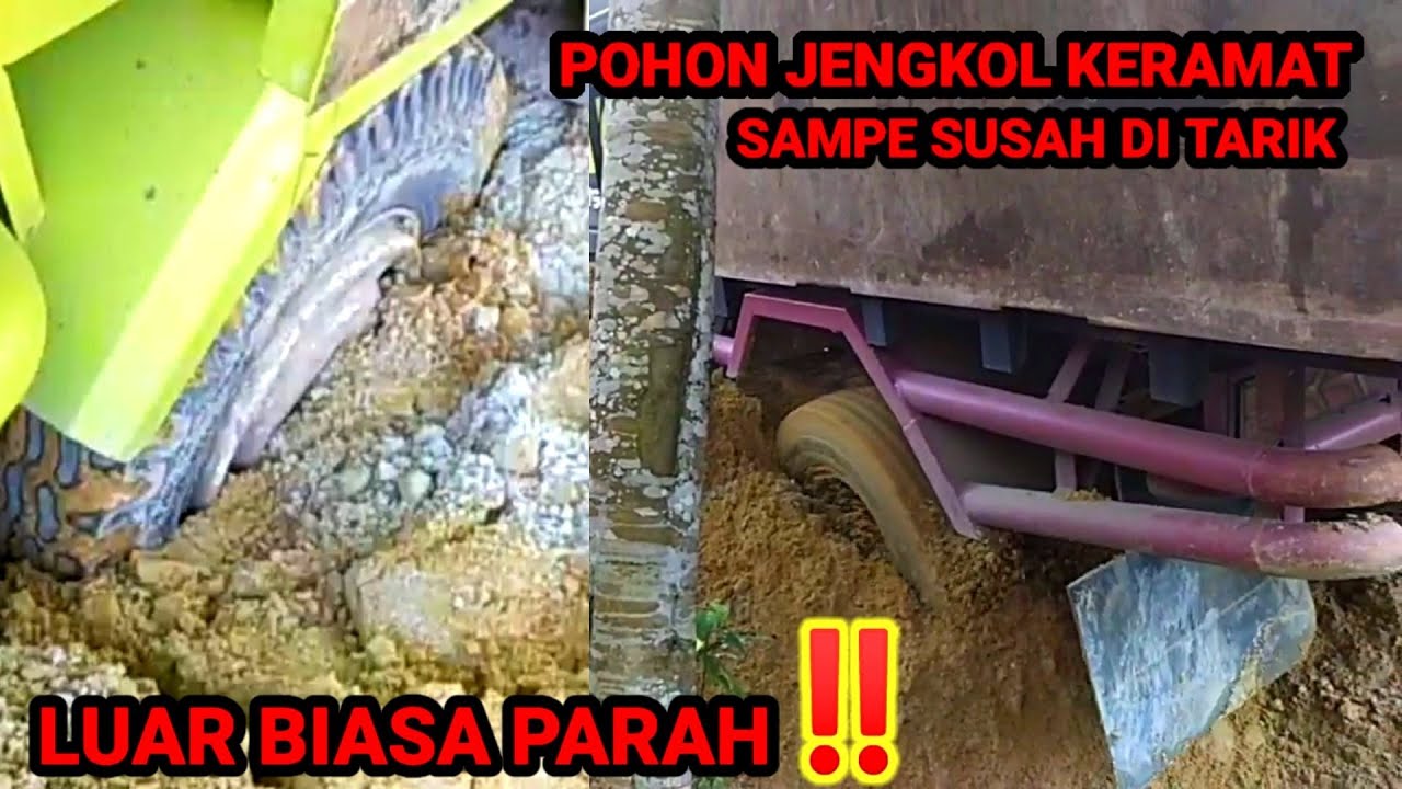 BANDEL SB lANGSUNG NAGIH HUTANG?? POHON JENGKOL BIKIN MASALAH!!