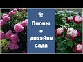 ❀ Как вписать пионы в дизайн участка ландшафтные хитрости и компаньоны для пионов