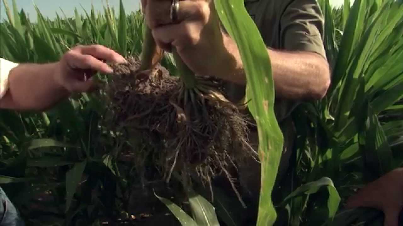 Agriculture Production - Nachurs Alpine
