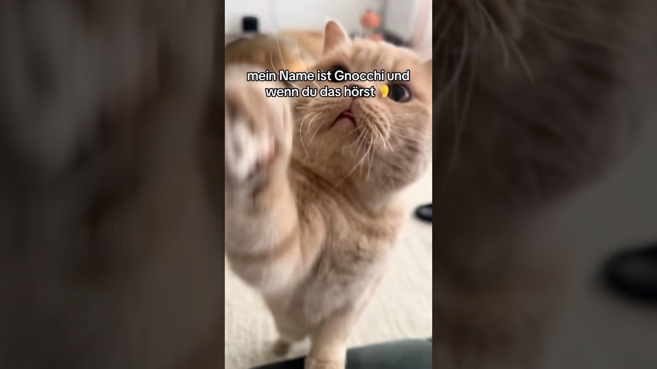 Gnocchi: isst zur Not auch Klopapier