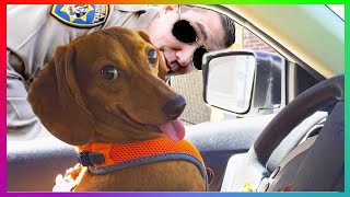 😻 Best Of The 2021 Funny Animal Videos 🐶 | Funny And Crazy Animals Compilation by Funny and Crazy Animals 116 views 2 years ago 4 minutes, 59 seconds