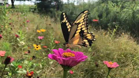 Pollinator in my backyard  - by Linda Boardman