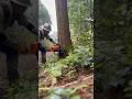 Lumberjack skunk #logger #chainsaw #stihlchainsaw #logging #林業