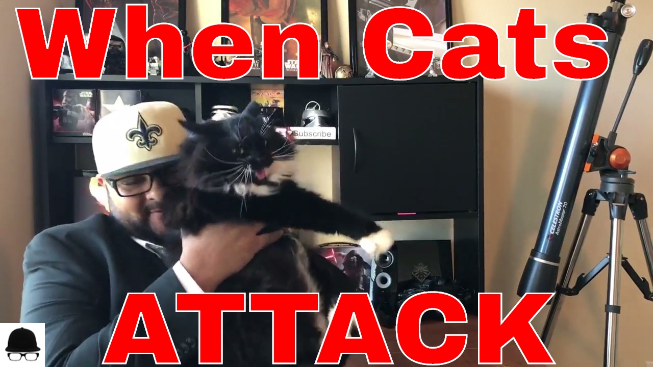 Sunday Question: Hats? (Gone Attack Cat)