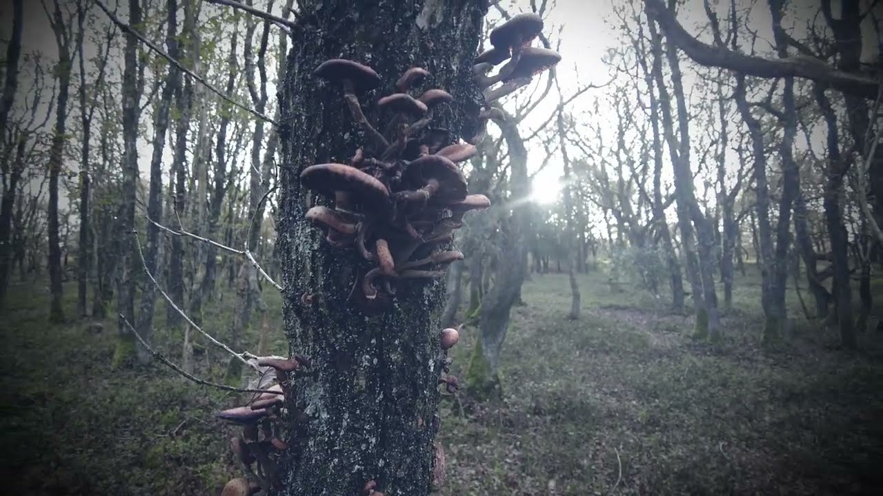 The Tale of Dead Woman's Ditch Quantock Hills Somerset 4k Drone footage