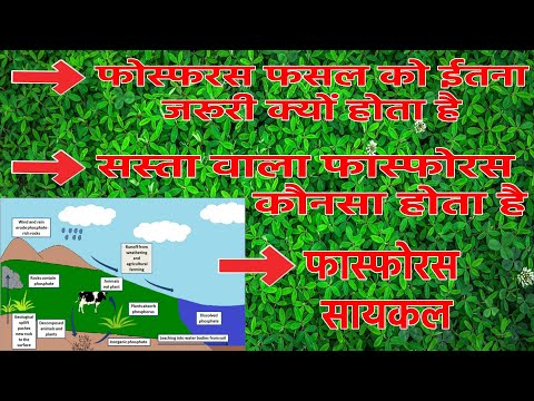 वीडियो: फास्फोरस क्यों जरूरी है?