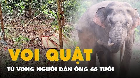 Xua đuổi đàn voi phá hoa màu, người đàn ông 66 tuổi bị voi rừng quật tử vong
