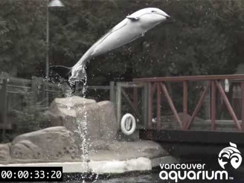 Slow Motion Dolphin Jump