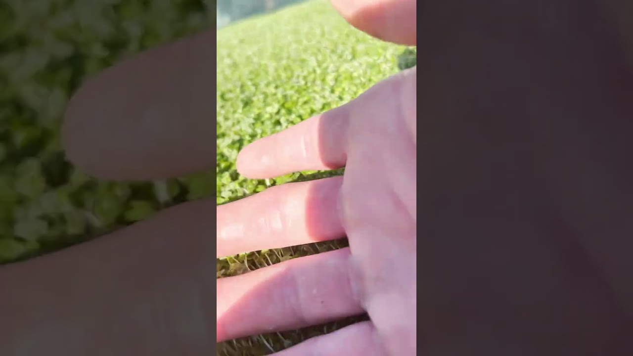 Chia Pet Bronco It's ALIVE!! 🤣 SEMA!! Freakshow builds!!!