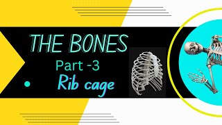 THE BONES - Rib Cage (part -3)|| ANIMUS SURGERY