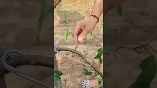 techniques Bending fruit branches #video #shorts