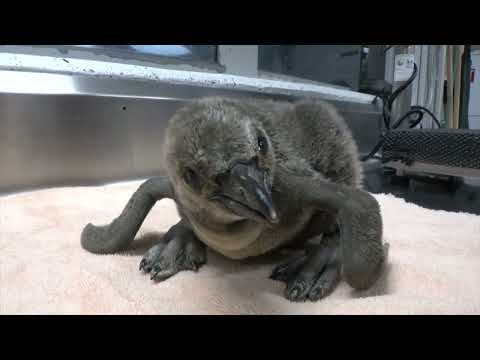 Humboldt Penguin Chick Grows Up