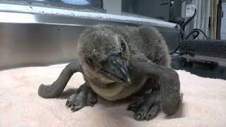 Humboldt Penguin Chick Grows Up