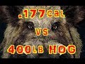 .177cal Air Rifle vs 400lb Hog (Headshot) with 2" Thick SKULL