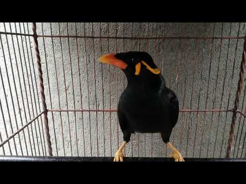 Video: Bagaimana Cara Mengajar Burung Beo Gadis Untuk Berbicara