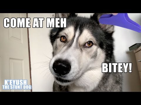 Husky Reacts To